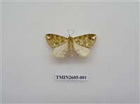 藏品(尺蛾121)的圖片